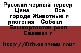 Русский черный терьер › Цена ­ 35 000 - Все города Животные и растения » Собаки   . Башкортостан респ.,Салават г.